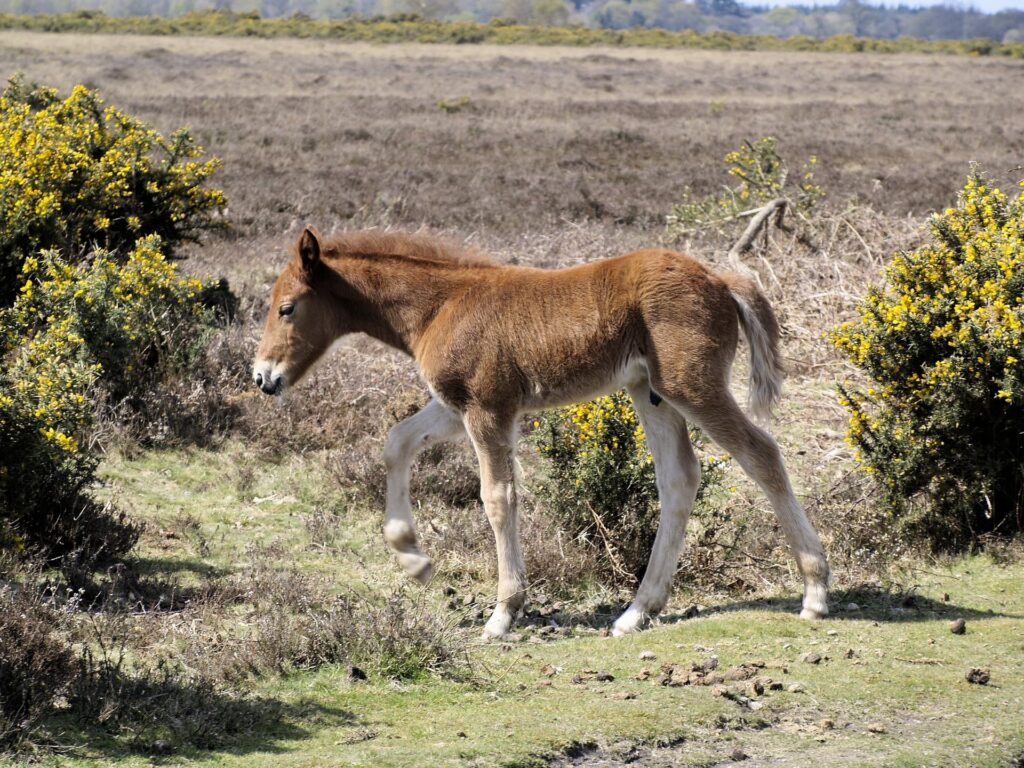 New Forest Foal