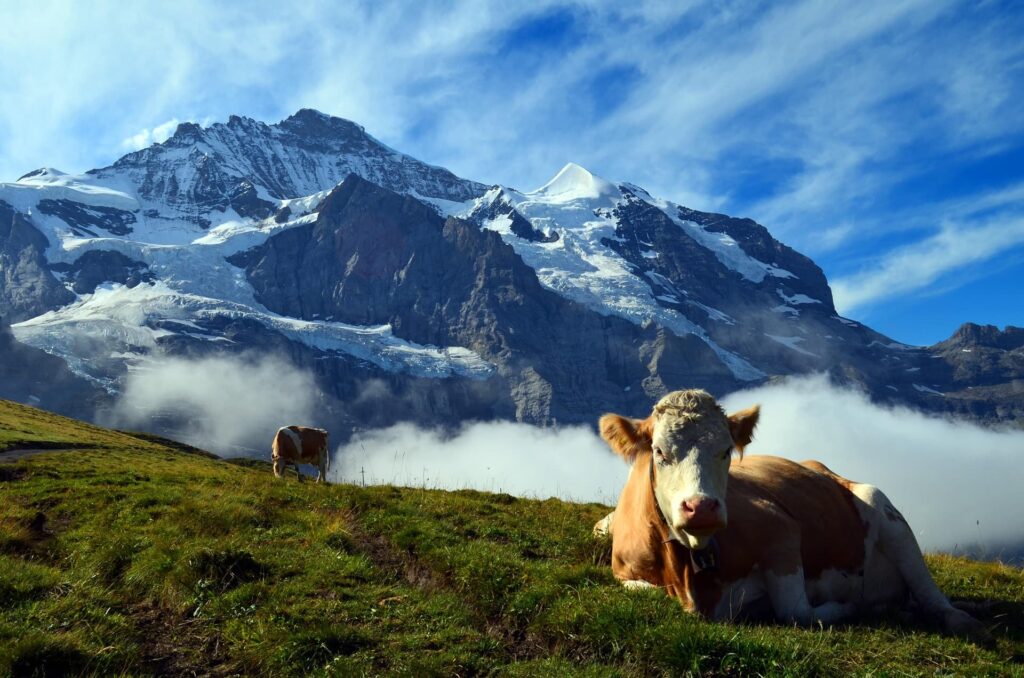 Cow in the Swiss Alps